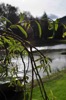 Leaves in the sunshine
