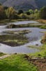 Reeds in loch